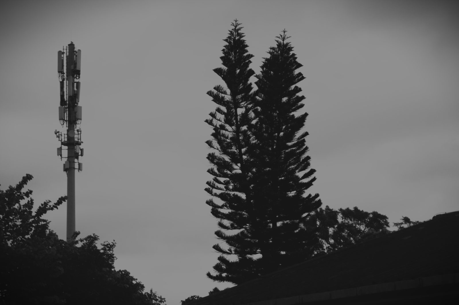 Cell tower beside two Norfolk pines